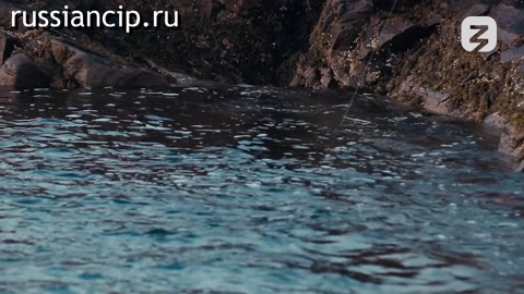 Фильм (Добровольцы №5, 2021)
