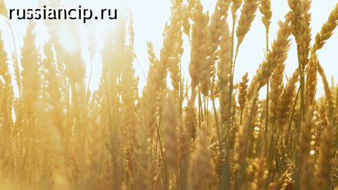 Документальный фильм «Черноземье. Не хлебом единым». (ДНК России №4, 2023)