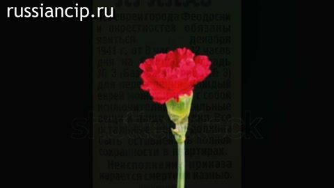 Общественное кино "Братская могила", студия "На одной волне". (2024)